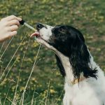 The Advantages of CBD Oil For Your Pets and CBD