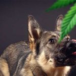 Pet Safety Tips for THC